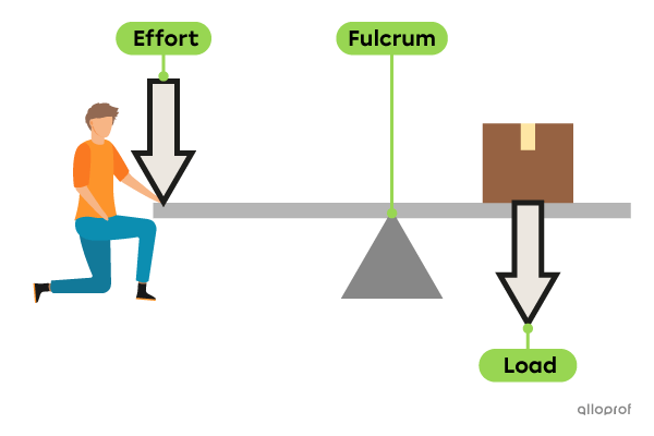 The effort is shown where the effort force is applied. The fulcrum is the point where the lever pivots. The load is shown where the resistance force is applied by the object that has to be lifted.