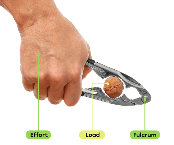 A hand is breaking a walnut with a nutcracker. The effort force is applied by the hand, the resistance force (load) is applied by the walnut and the fulcrum is at the rivet at the end of the nutcracker.