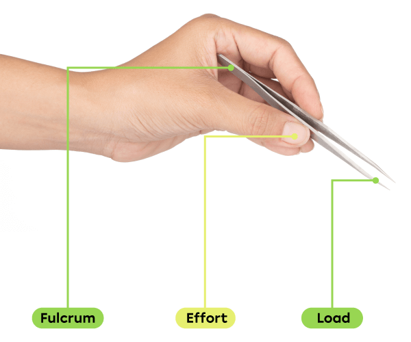 The fulcrum is located where the two halves of the tweezers are connected, the effort force is applied in the middle of the tweezers and the resistance force (load) is applied at the tip.