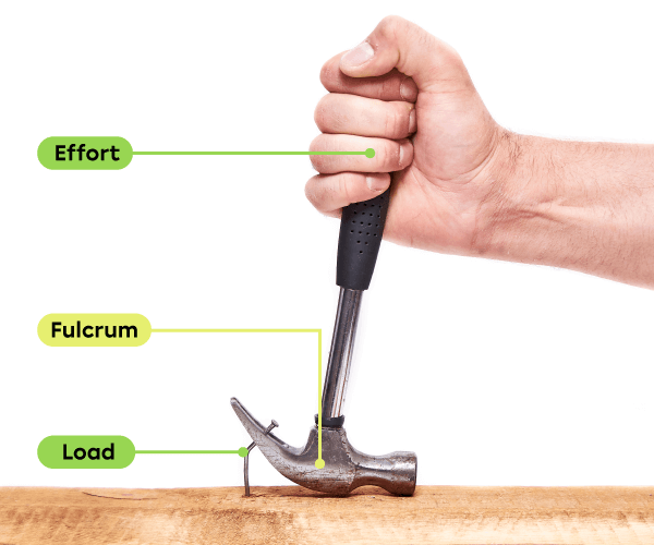 A hand is pulling out a nail with a hammer. The effort force is applied by the hand, the fulcrum is located on the head of the hammer and the resistance force (load) is applied by the nail.