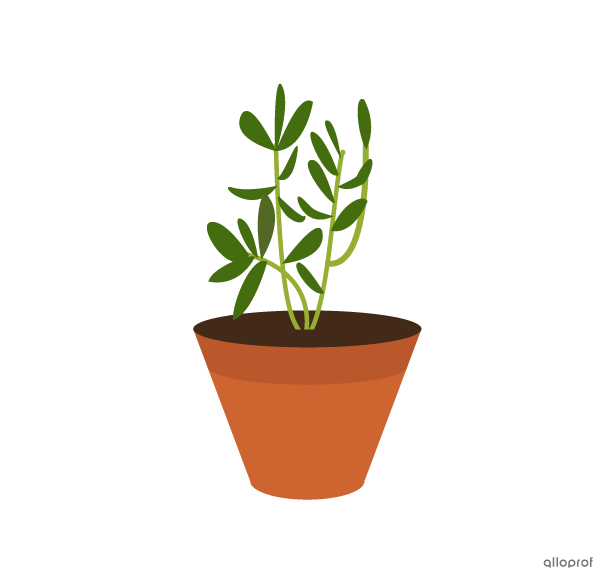 A flowerpot.