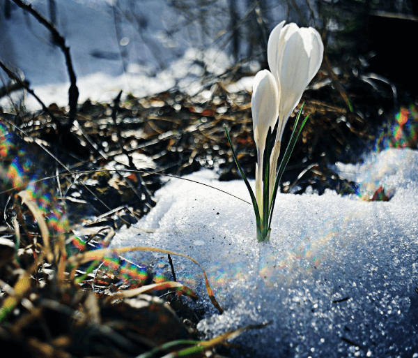 Photographie d’une fleur au printemps.