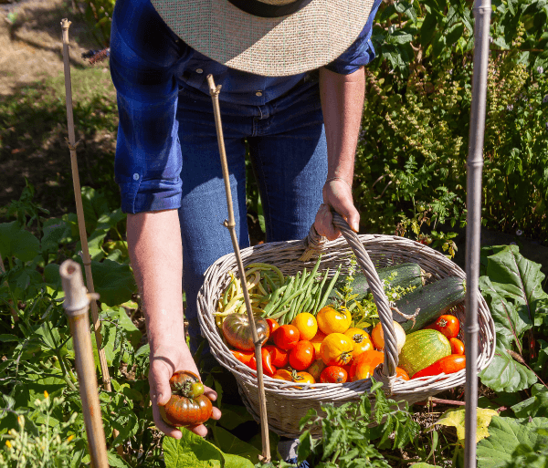 Photographie de la récolte de légumes durant l’été.