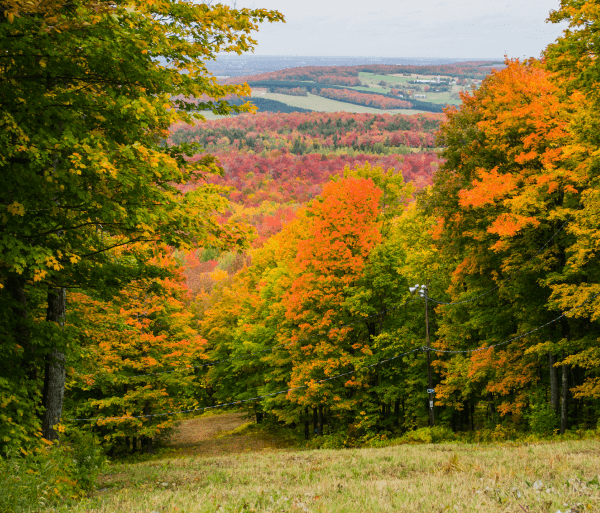 Photographie d’arbres colorés à l’automne.