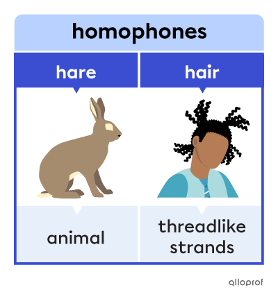 Homonyms, Homophones & Homographs | Alloprof