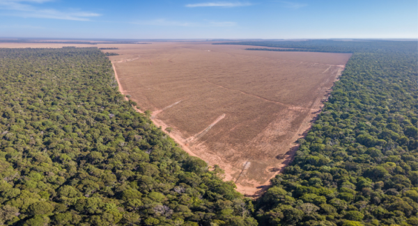 Déforestation de la forêt amazonienne.