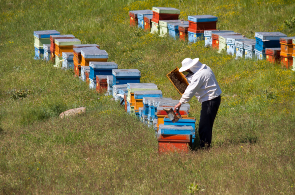 Les ruches d’une ferme apicole.