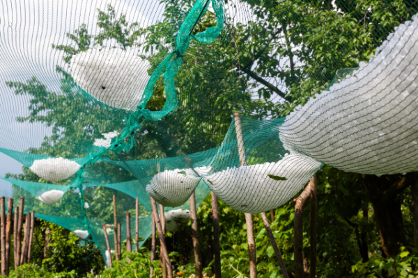 Des grêlons attrapés par des filets de protection contre la grêle.