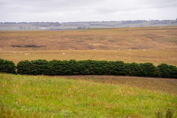 Des haies-brise-vent.