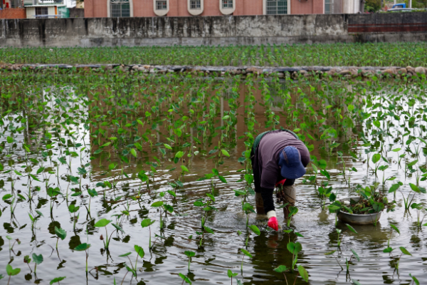 Une ferme cultivant du taro.