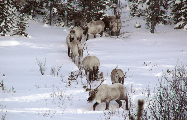 Photographie des caribous en hiver.