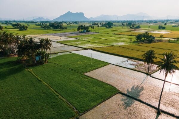 Un territoire agricole en Inde.