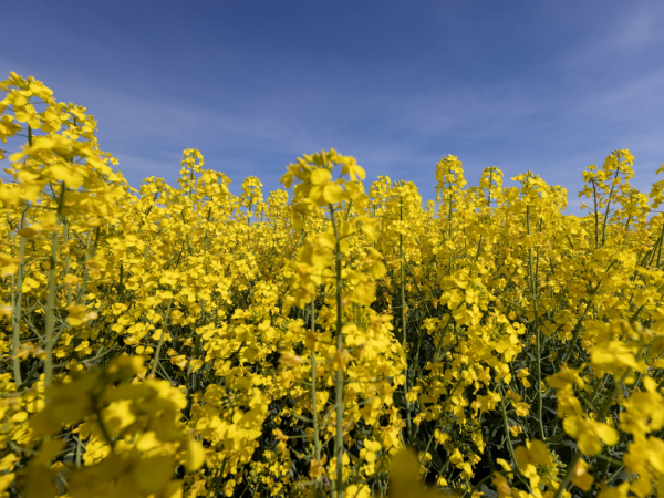 Un champ de colza.