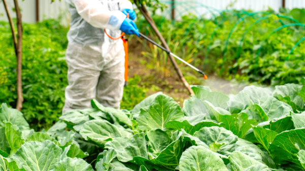 Un agriculteur répand un pesticide sur ses choux.