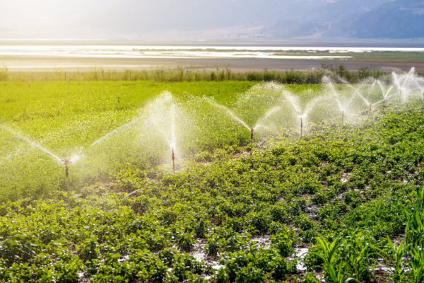 Un système d’irrigation dans un champ.