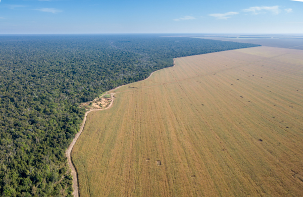 Un champ de soja a remplacé une partie de la forêt amazonienne.