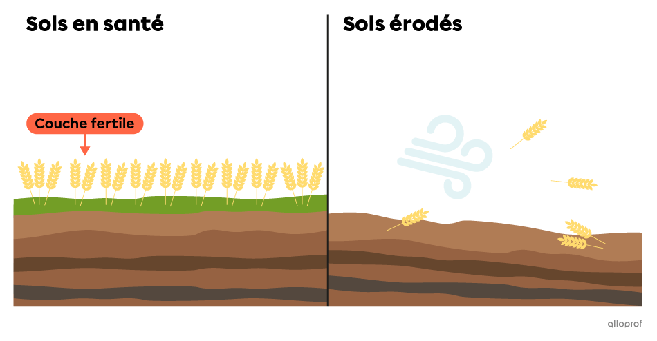 L’érosion des sols.