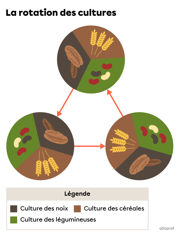 La rotation des cultures.