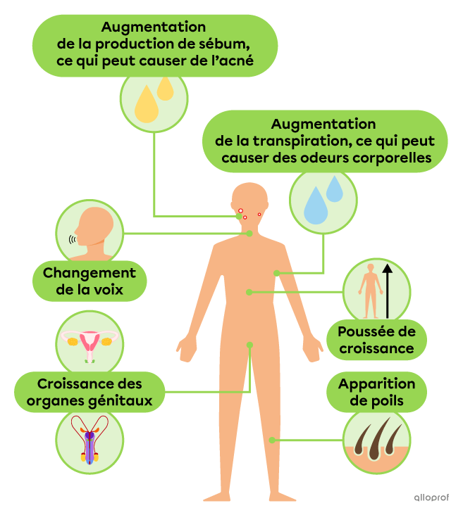 Les changement physiques généraux qui se produisent à la puberté sont l’augmentation de la production de sébum, ce qui peut causer de l’acné, le changement de la voix, la croissance des organes génitaux, l’augmentation de la transpiration, ce qui peut causer des odeurs corporelles, la poussée de croissance et l’apparition de poils.