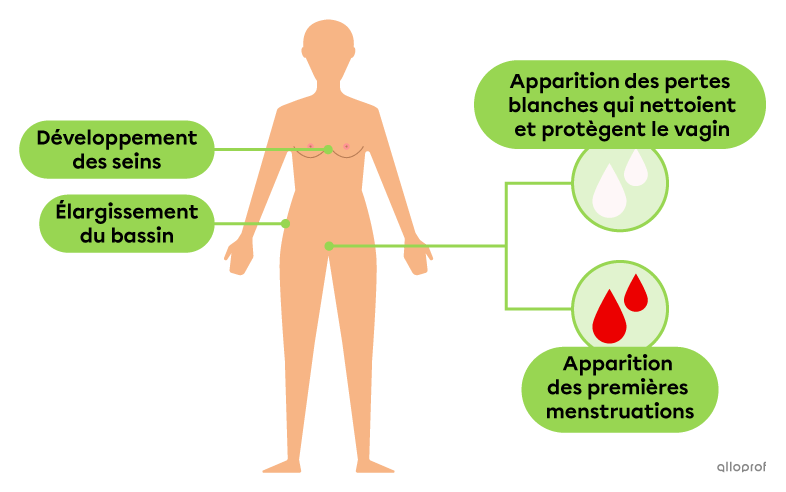 Les changements physiques qui se produisent à la puberté féminine sont le développement des seins, l’élargissement du bassin, l’apparition des pertes blanches qui nettoient et protègent le vagin et l’apparition des premières menstruations.