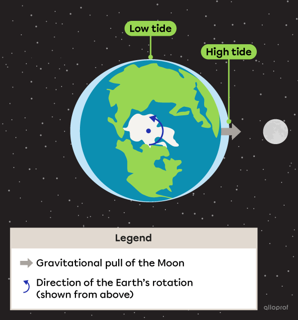 A diagram of the Earth and the Moon on a black background showing the high and low tides. The Earth is shown from above, with its axis of rotation labelled. The Moon is smaller than the Earth and located to the right of the Earth. The two high tide zones are shown where the Earth’s surface is aligned with the Moon. The low tide zones are shown in the two areas perpendicular to the direction of the high tide zones.