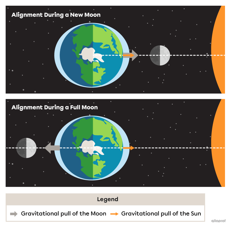 Two diagrams show the Earth-Moon-Sun alignment during spring tides. Above, the new moon is aligned between the Earth and the Sun. Below, the Earth is between the Sun and the full moon. Arrows indicate the gravitational forces of the Moon and Sun. Higher-than-average high tides are shown on the two sides of the Earth aligned with the Moon and Sun.