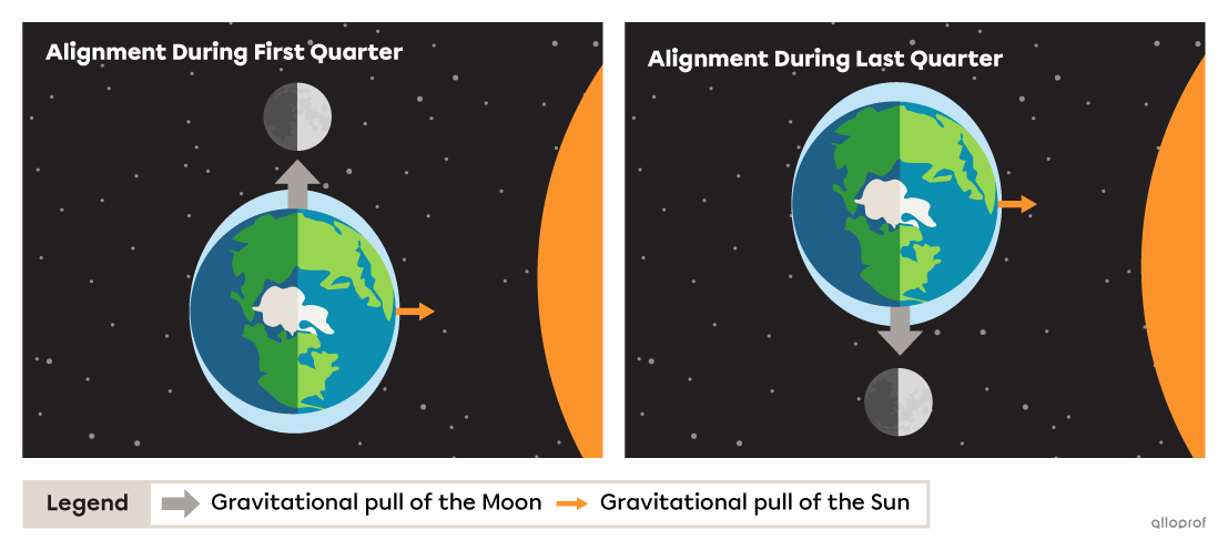 Two diagrams illustrate the Earth-Moon-Sun alignment as seen from above during neap tides. Both diagrams show an Earth-Moon alignment perpendicular to the Earth-Sun alignment. The top diagram, entitled Alignment During First Quarter, shows the Moon above the Earth and the Sun to the right of the Earth. The bottom diagram, entitled Alignment During Last Quarter, shows the Moon below the Earth and the Sun to the right of the Earth.