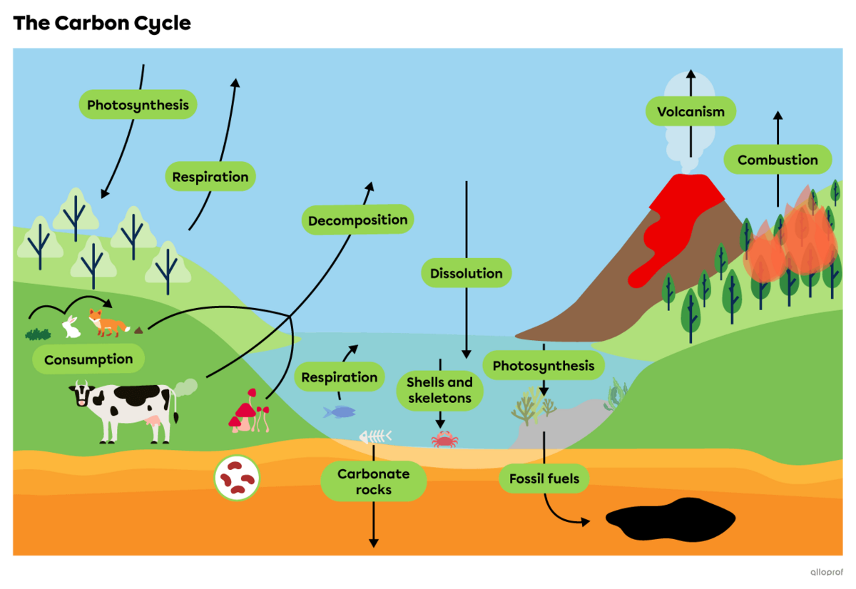The carbon cycle transformation processes are photosynthesis, respiration, consumption, decomposition, dissolution, shell and skeleton formation, carbonate rock formation, fossil fuel formation, combustion and volcanism.