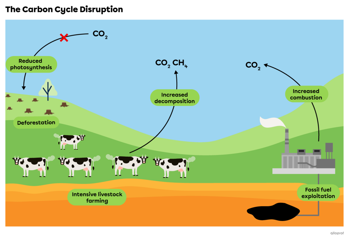 Deforestation reduces photosynthesis, intensive livestock farming increases decomposition, and fossil fuel exploitation increases combustion.