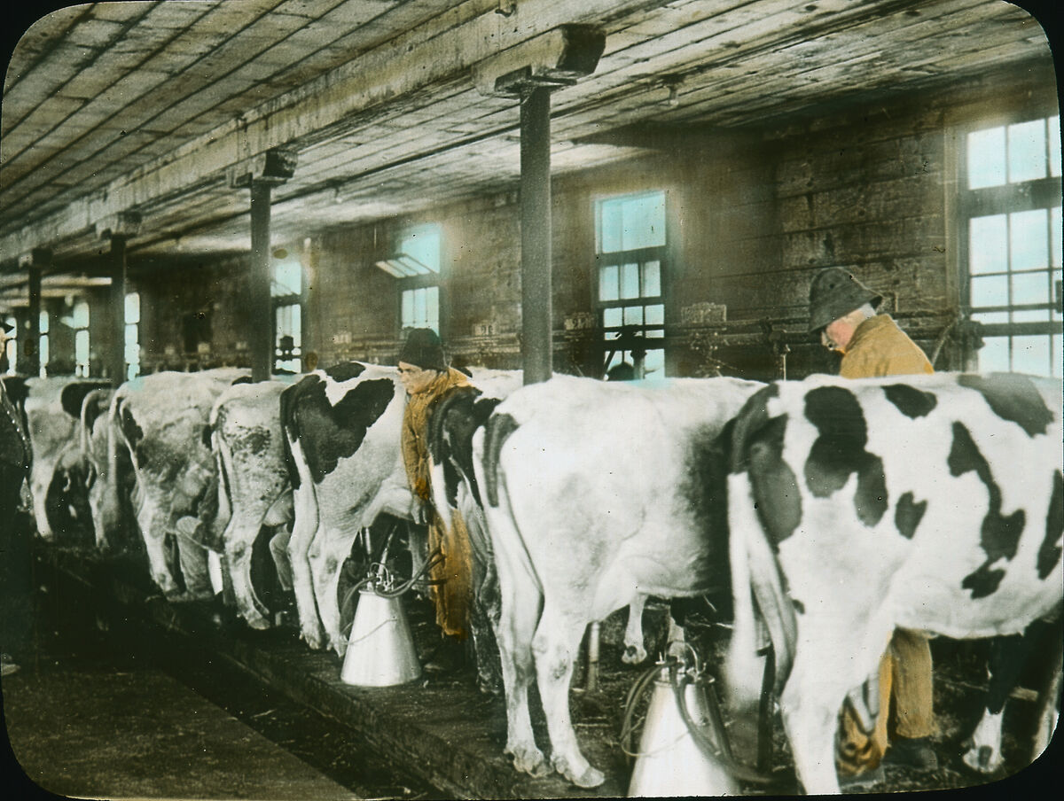 Western dairy herd at milking time.