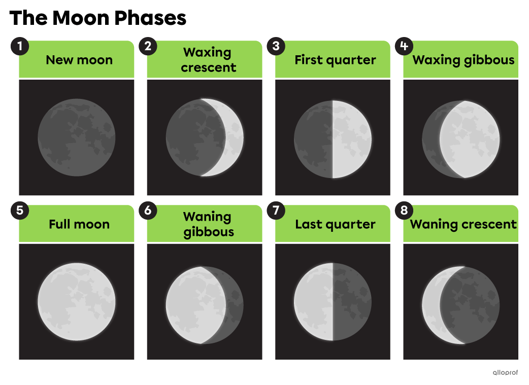 The Moon phases are: new moon, waxing crescent, first quarter, waxing gibbous, full moon, waning gibbous, last quarter and waning crescent.