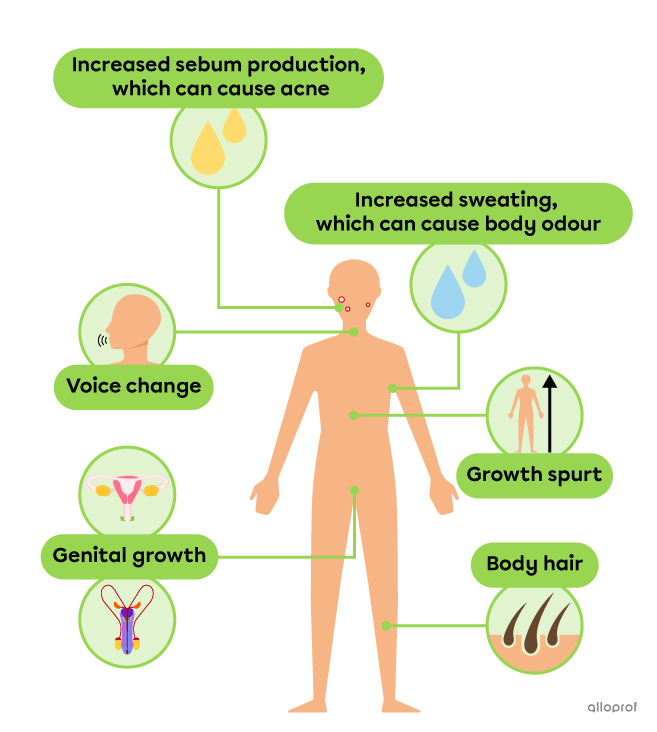 The physical changes that everyone goes through during puberty are increased sebum production that can cause acne,  voice change, genital growth, increased sweating that can cause body odour, a growth spurt and the development of body hair.