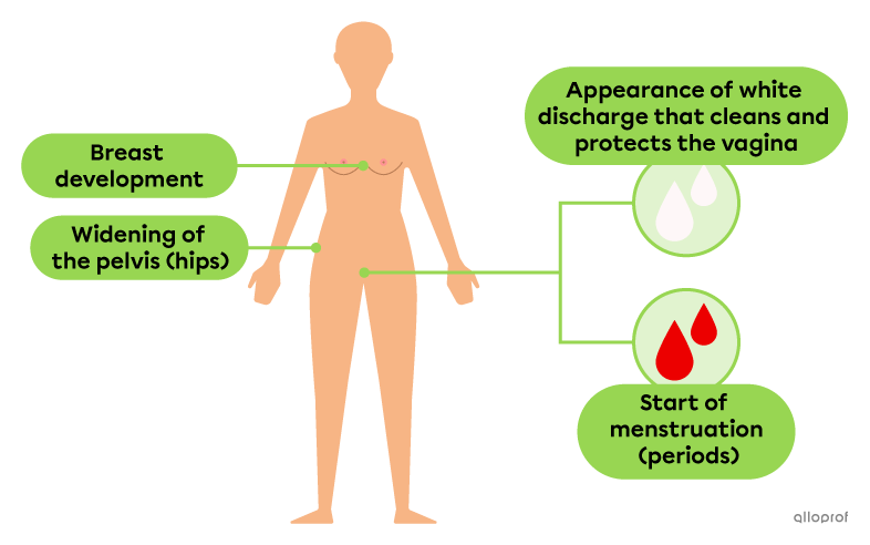The female-specific physical changes during puberty are breast development, a widening of the pelvis (hips), the appearance of white discharge that cleans and protects the vagina and the start of menstruation (periods).