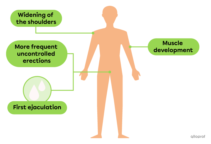 The male-specific physical changes during puberty are broadening of the shoulders, more frequent uncontrolled erections, experiencing the first ejaculation and muscle development.