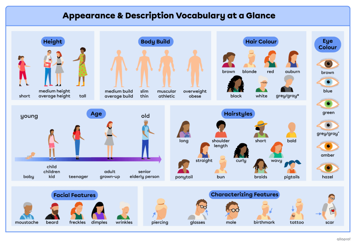 Summary of all the vocabulary words presented on the page. Height, comparing characters where one is short, 2 are of average height and one is tall. Body build with a comparison of 4 characters’ body build. One is of average build, one is slim, one is muscular and one is fat. Age vocabulary words showing a baby, a child, a teenager, a young adult, a middle-aged adult and an elderly person. Hair colour showing characters with brown, blond, red, auburn, black, white and grey hair. Hairstyles showing characte