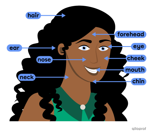 A person's head with the following parts identified: hair, ear, eye, nose, mouth, forehead, cheek, chin and neck.