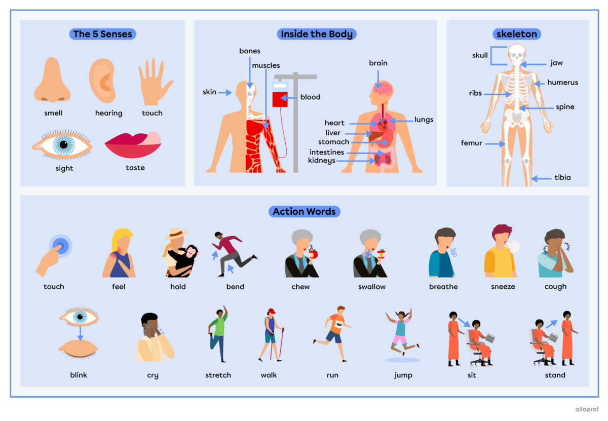 Advanced body parts vocabulary summary in 3 parts. Part 1: Image in 3 sections. Section 1 shows a character with the skin, bones, muscles and blood identified. Section 2 indicates internal organs: the brain, lungs, heart, liver, stomach, kidneys and intestines. Section 3 is a skeleton with the skull, jaw, ribs, humerus, spine , femur and tibia identified. Part 2: The 5 senses represented by an eye, an ear, a nose, a hand and a tongue. Part 3: Characters doing actions related to moving body parts: touch, fee