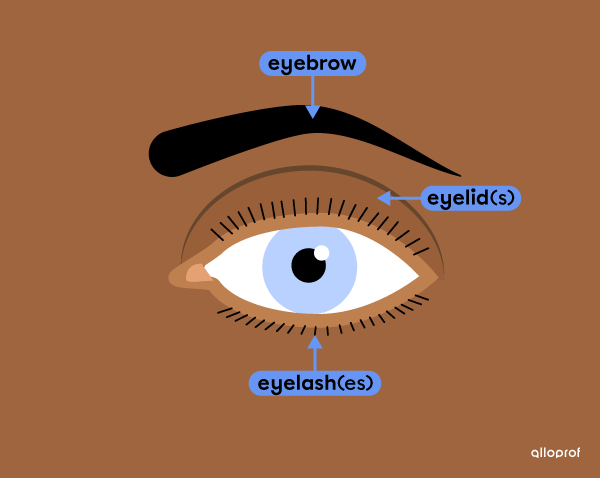 A close-up of an eye with the following parts identified: eyebrow, eyelash and eyelid.