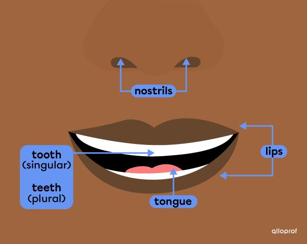 A close-up of a lower face with the following parts identified: lips, nostrils, tooth (singular), teeth (plural) and tongue.