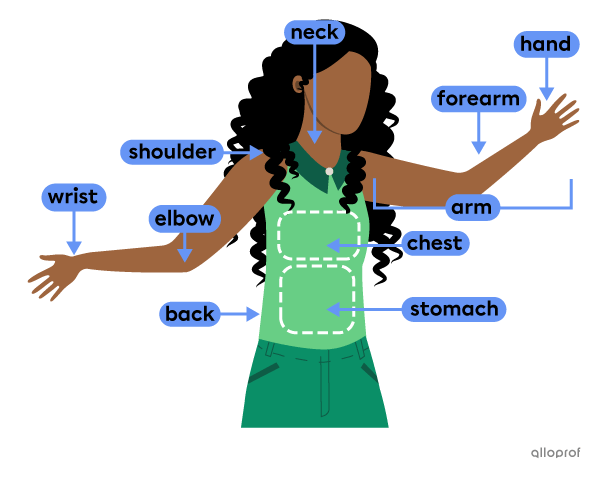 The upper body of a character with the following parts identified: hand, arm, elbow, fingers, forearm, wrist, neck, shoulder, back, chest and stomach.