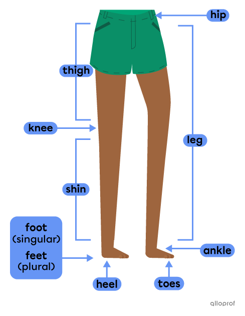 The lower body of a character with the following parts identified: hip, leg, thigh, knee, shin, foot (feet), ankle, toes and heel.