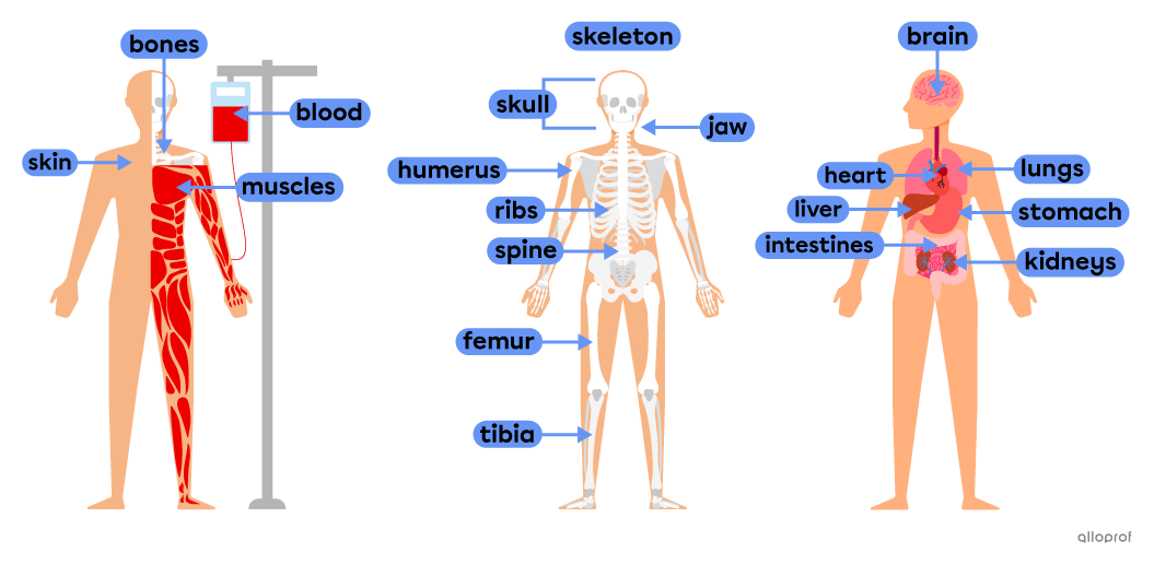 Image in 3 sections. Section 1 shows a character with the skin, bones, muscles and blood identified. Section 2 indicates internal organs: the brain, lungs, heart, liver, stomach, kidneys and intestines. Section 3 is the skeleton with the skull, jaw, ribs, humerus, spine, femur and tibia identified.