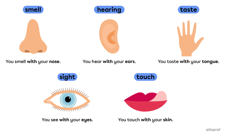 The 5 senses illustrated with the following short sentences: You see with your eyes. You hear with your ears. You taste with your tongue. You smell with your nose. You touch with your skin.