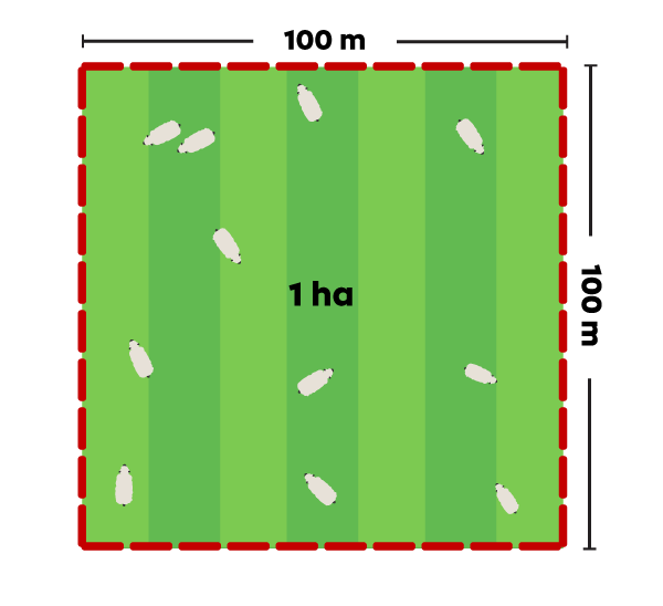 A hectare.