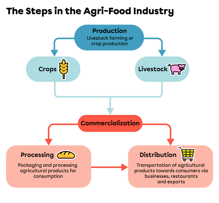 Diagram of steps in the agri-food industry.