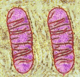 Two mitochondria under a microscope.