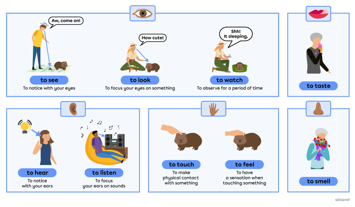 Verbs related to the five senses. The verbs are to see, to look, to watch, to hear, to listen, to taste, to touch, to feel and to smell.
