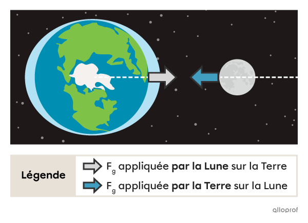 Schéma des forces gravitationnelles appliquées mutuellement entre la Terre et la Lune. 
