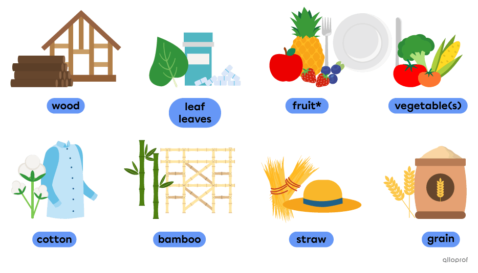 Plant-based materials vocabulary such as wood, fruit and grain.