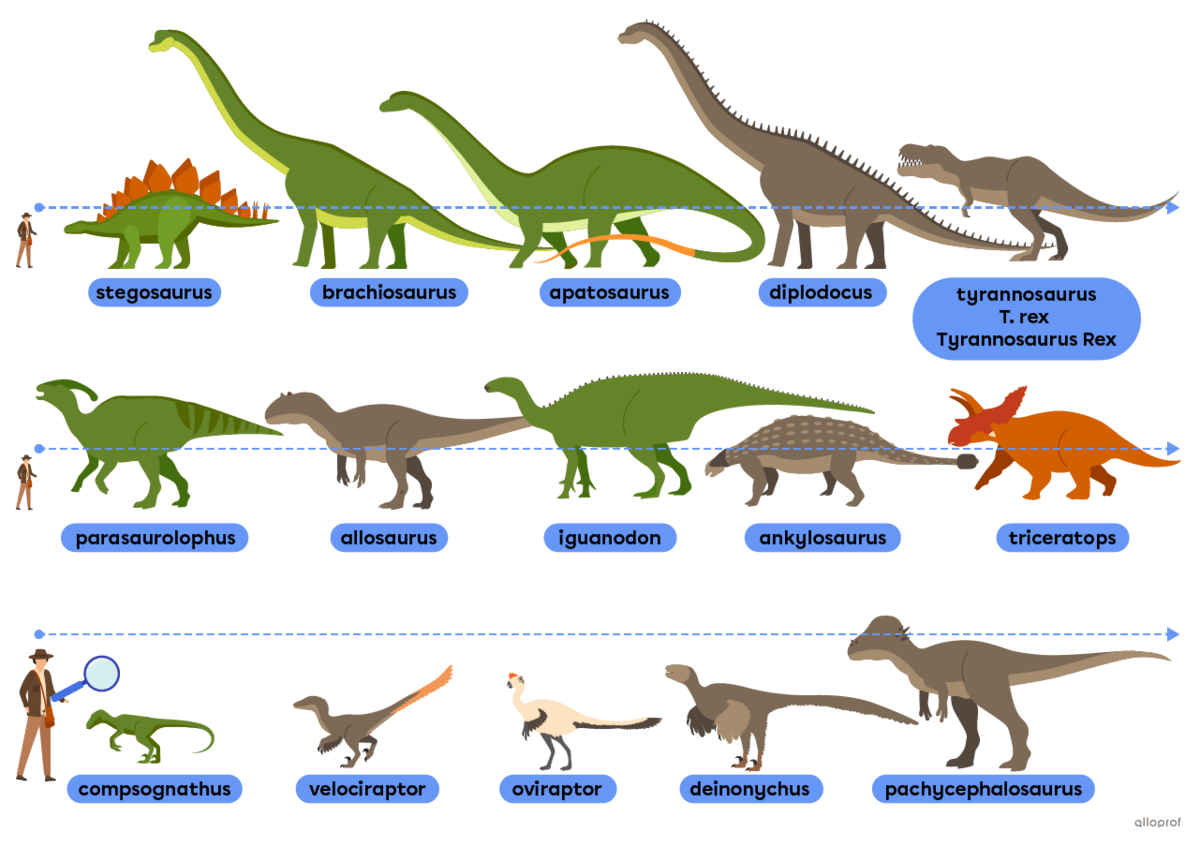 Dinosaurs such the stegosaurus, the brachiosaurus and the T. rex.